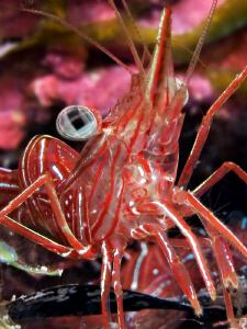 "Durban hinge-beak prawn"

Found in the El quadim Bay, ... by Henry Jager 